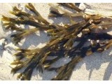 ALGI SUSZONE PŁATKI, FUCUS VESICULOSUS 50 G
